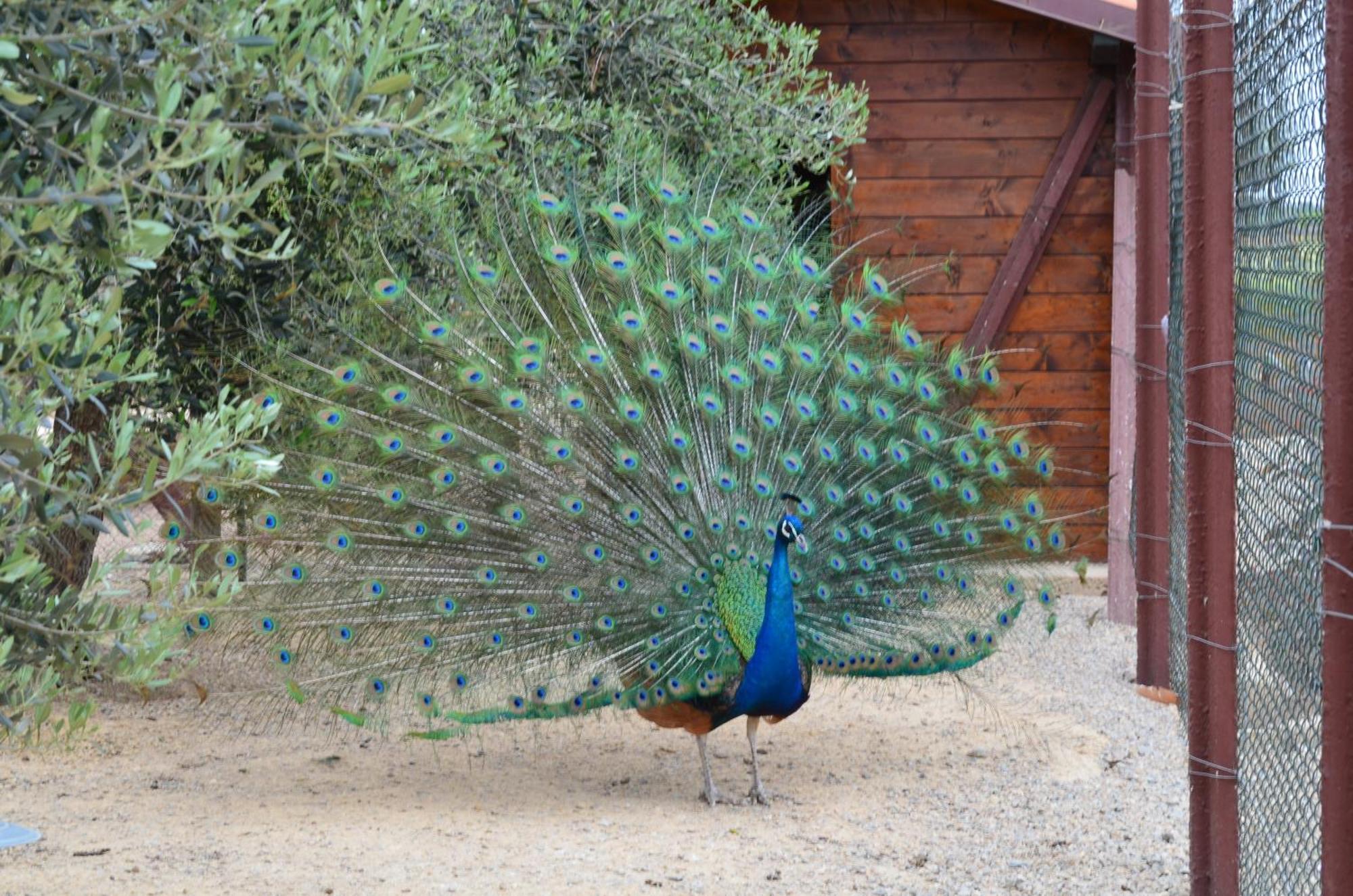 Agrimare I Pavoni Daire Montalto di Castro Dış mekan fotoğraf
